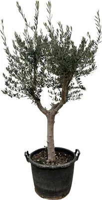 Obrázok produktu pre Olivovník – Olea europaea ‘Cultivo’ – výška cca 220 cm – priemer 40 cm – veľký stredomorský strom – do záhrady, na terasu a do zimnej záhrady
