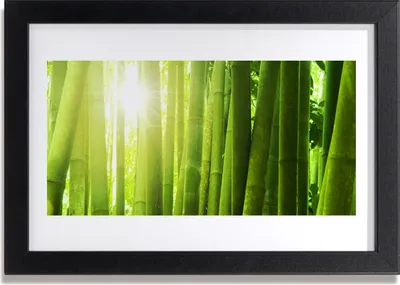 Produktbild von Bild 30x20 MDF-Rahmen Wandkunst Bambuspflanze