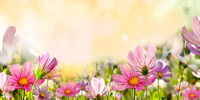 Produktbild von Tulup Glas-Bild -140x70- Wandkunst Dekorative Wand für Küche & Wohnzimmer - Blumen & Pflanzen - Mohnblumen - Rosa