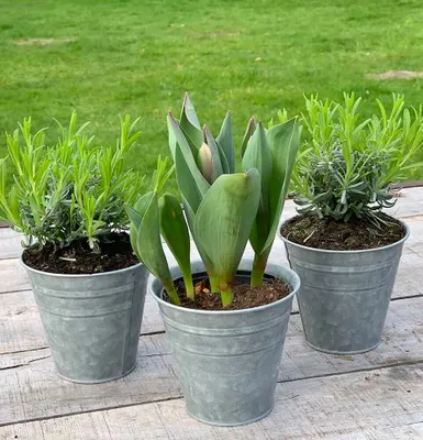 Produktbild von Blumentopf Set Zink 3 Stück Pflanztopf Zinktopf Vintage Ø 12,5 cm