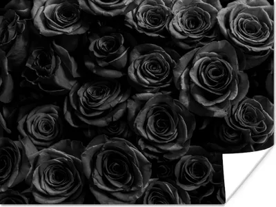 Produktbild von MuchoWow® Poster Blumen - Rosen - Schwarz 160x120 cm - Foto Plakat