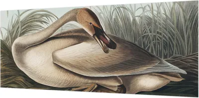 Produktbild von Wandtapete - Dekorative Tapete für Wohnzimmer- Tapetenfolie für Wanddekoration - 208x146 cm - Natürlicher Vogel