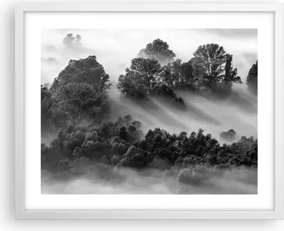 Produktbild von Gerahmtes Poster - Weißer Rahmen - Schwarzweiß Bäume Nebel - 50x40 cm - Wand Bild - Wanddeko - Wandbilder - Kunstposter - Wandposter - Bilderrahmen - Bilder - Kunstdruck - P2WAA50x40-4510