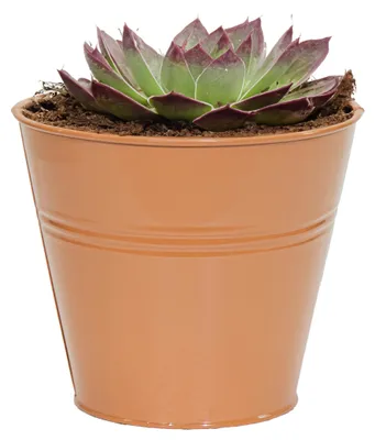 Produktbild von Mega Collections Pflanzentopf Bob -zink - terra - D15 X 13 cm