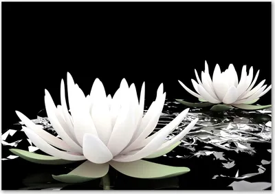 Produktbild von Tulup® Glas-Bild - 100 x 70 - Wandbild aus Glas - Wandkunst - Wandbild hinter gehärtetem Sicherheitsglas - Blumen & Pflanzen - Seerosen - Weiß