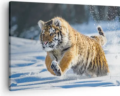 Produktbild von Bild auf Leinwand - Leinwandbild - tiger tier - 70x50cm - Wand Bild - Wanddeko - Wandbilder - Leinwanddruck - Bilder - Kunstdruck - Wanddekoration - Leinwand bilder - Wandkunst - AA70x50-3928