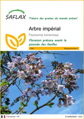 Image de SAFLAX  - Arbre impérial - 200 graines - Paulownia