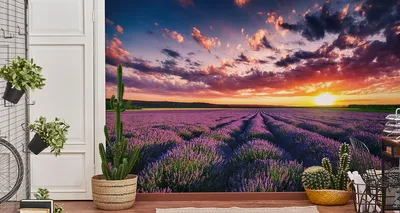 Immagine prodotto di Carta da parati in tessuto non tessuto murale paesaggio incantevole campo di lavanda 405 cm (L) x 270 cm (H) decorazione murale della parete