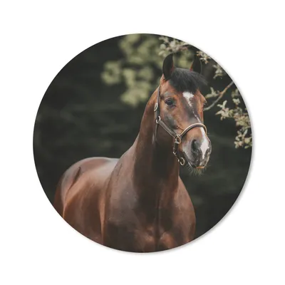 Produktbild von MuchoWow® Mauspad Mousepad Pferd - Äste - Porträt 20x20 cm - Mousepads - Maus Mat - Pad - Mausunterlage - Schreibtischmatte