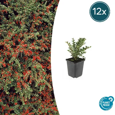 Immagine prodotto di Cotoneaster horizontalis | 12 pezzi - 10-25cm - Ø9cm - Pianta da giardino