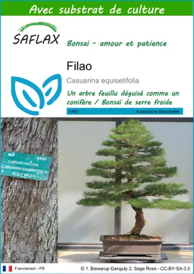 Image de SAFLAX  - Filao - 200 graines - Avec substrat - Casuarina
