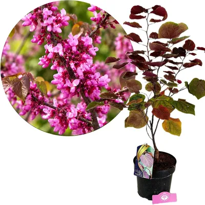 Produktbild von Cercis canadensis 'Forest Pansy' – Judasbaum, ca. 80 cm, 5-Liter-Topf
