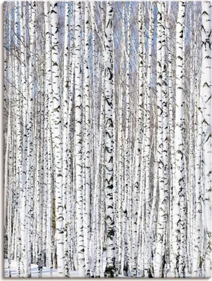 Produktbild von ARTland Leinwandbild Winterbirkenwald Wintergelassenheit Größe: 45x60 cm
