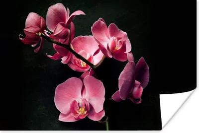 Produktbild von MuchoWow® Poster Pflanzen - Orchidee - Blumen - Rosa 180x120 cm - Fotoplakat