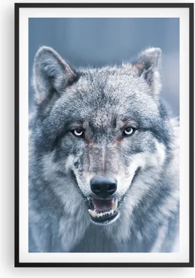 Produktbild von Gerahmtes Poster - Schwarzer Rahmen - Wolf Raubtier Wildheit - 61x91,5 cm - Wand Bild - Wanddeko - Wandbilder - Kunstposter - Wandposter - Bilderrahmen - Bilder - Kunstdruck - P2BPA61x91-5073