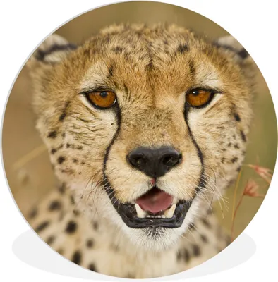 Produktbild von MuchoWow® Rundes Wandbild - Runde Bilder Leopard - Kopf - Pflanzen Ø 90 cm Kreis Wanddekoration Kunststoff - Wandkreis - Wandschmuck - Wand-Kreis - Wohnzimmer - Bild - Runde - Wanddeko - Dibond - Kunstdrucke