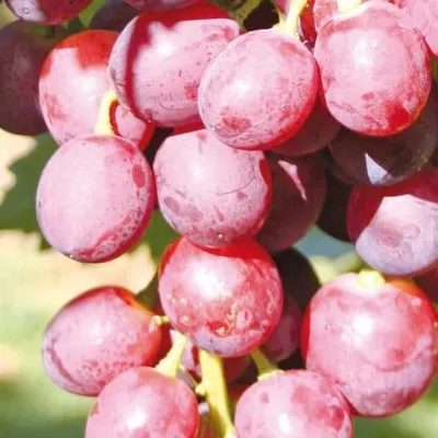 Zdjęcie produktu dla Winorośl Swenson Red 2L