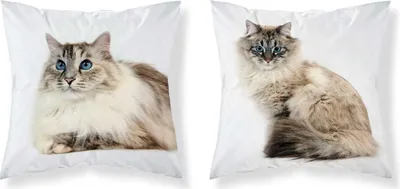 Immagine prodotto di DETEXPOL Federa per cuscino Occhi blu di gatto in micropoliestere, 40/40 cm
