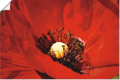 Produktbild von ARTland Poster Roter Mohn Größe: 120x80 cm