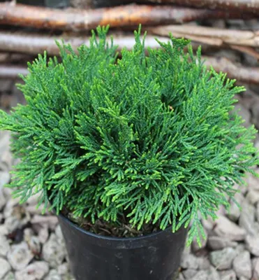 Produktbild von Lawsons Scheinzypresse ´GREEN GLOBE´ 10-15 cm, Cont. 3 l