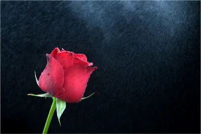 Produktbild von Wallario Poster - Rose vor dunklem Hintergrund, Kunstdruck Größe: 61 x 91,50 cm