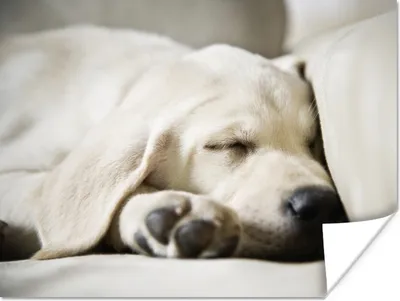 Produktbild von MuchoWow® Poster Schlafender Labrador Welpe 40x30 cm - Plakate für die Wände - Poster Wohnzimmer