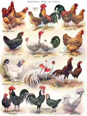 Immagine prodotto di New York Puzzle Company Puzzle con animali: Galline XXL, 500 pezzi, scatola di cartone