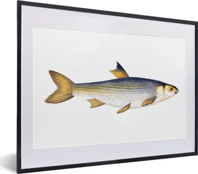 Produktbild von MuchoWow® MuchoWow® Gerahmtes Poster Karpfen - Fisch - Meer 40x30 cm - Poster mit zchwarzem Bilderrahmen - Bilderrahmen - Poster im Rahmen