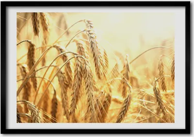 Produktbild von Bild - Bilder - Bilderrahmen - 70 cm x 50 cm - MDF-Rahmen, Wandkunst Korn