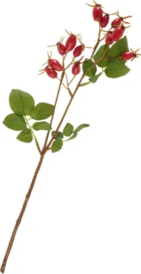 Produktbild von Hagebuttenzweig, L 41 cm