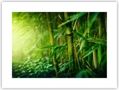 Produktbild von Poster - Poster ohne Rahmen - Bambus Pflanze - 40x30 cm - Wand Bild - Wanddeko - Wandbilder - Kunstposter - Wandposter - Bilder - Kunstdruck - Wanddekoration - Wandbild - P2XAA40x30-3558