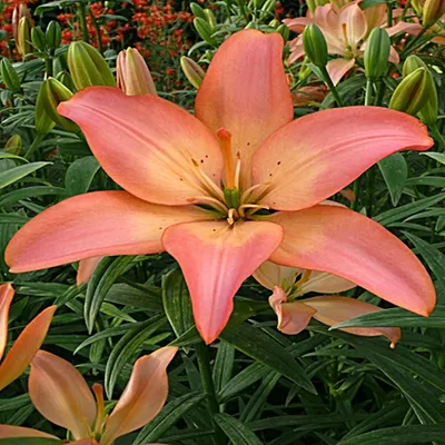 Immagine prodotto di Lilia asiatica Easy Whisper 1 pz. Lilie bulbi di lilia bulbi da fiore