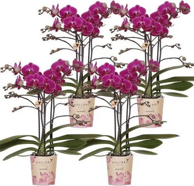 Obrázek produktu pro Orchideje Phalaenopsis Morelia Lila – 4 orchideje – pokojová rostlina Ø9cm – orchideje s 2-3 květními stonky – exotická květinová nádhera pro domov i kancelář