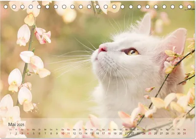 Produktbild von Katzen 2025 Bezaubernde Samtpfoten (Tischkalender 2025 DIN A5 quer), CALVENDO Monatskalender
