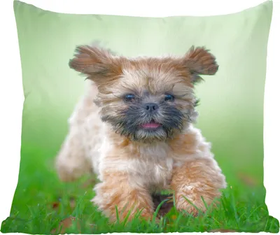 Produktbild von MuchoWow® Zierkissen Sofakissen Wohnzimmer Dekokissen 45x45 cm Ein niedlicher Shih Tzu Hund, der durch das Gras läuft - Schlafpolster - Polster für das Sofa