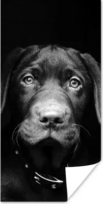 Produktbild von MuchoWow® Poster Tierprofil Hund in schwarz und weiß 40x80 cm - Dekoration
