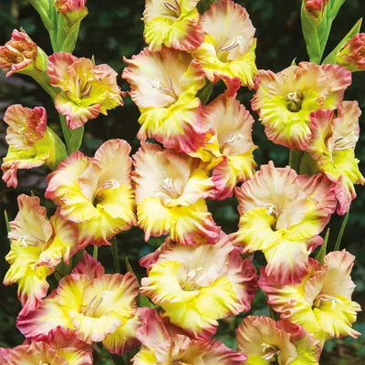 Obrázok produktu pre Gladiolus Conca Verde 5 ks cibule gladiol