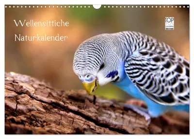 Produktbild von Wellensittiche - Naturkalender (Wandkalender 2027 DIN A3 quer), CALVENDO Monatskalender