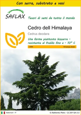 Immagine prodotto di SAFLAX Insieme di coltivazione - Cedro dell Himalaya - 35 semi - Cedrus