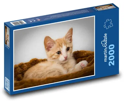 Zdjęcie produktu dla martinpuzzle - Puzzle 2000 - Małe kociątko w łóżeczku