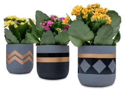 Image de Lot de 3 pots de fleurs en ciment pour l'intérieur
