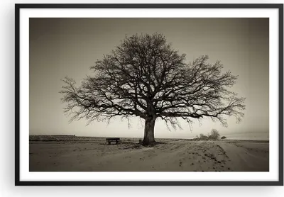 Produktbild von Gerahmtes Poster - Schwarzer Rahmen - Baum Schnee Sepia - 91,5x61 cm - Wand Bild - Wanddeko - Wandbilder - Kunstposter - Wandposter - Bilderrahmen - Bilder - Kunstdruck - Wandbild - P2BAA91x61-4161