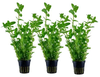 Produktbild von Aquarium Pflanze 3 Stück Bacopa caroliniana AquaOne Nr.343 Wasserpflanzen Set
