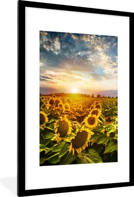 Produktbild von MuchoWow® Gerahmtes Poster Blumen - Sonnenblume - Himmel 60x90 cm - Poster mit Schwarzem Bilderrahmen Wandposter Rahmen Foto Bilder - Dekoration - Wandposter Wohnzimmer - Hochwertig