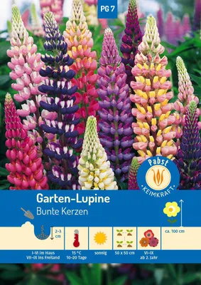 Artikelbild 1 von 'Garten-Lupinen Bunte Kerzen' aus der Kategorie Lupinensamen