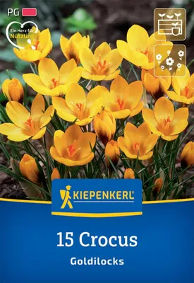 Produktbild von Kiepenkerl Botanischer Krokus Goldilocks Crocus chrysanthus 15 Zwiebeln