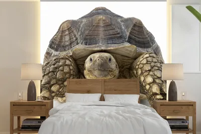 Produktbild von MuchoWow® Fototapete für Wohnzimmer oder Schlafzimmer Wandtapete Vinyl Motivtapete Schildkröte - Tiere - Weiß - 220x220 cm - Tapeten