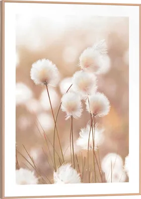 Produktbild von Wandbild - Braun - Weiß - 30 x 40 cm - Baumwolle Pops