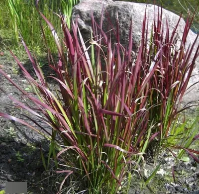 Produktbild von Japanisches Blutgras Red Baron - Imperata cylindrica var. koenigii Red Baron