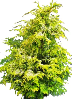 Immagine prodotto di Cipresso Chamaecyparis lawsoniana 'Sunny Kiss' 60-80 cm
